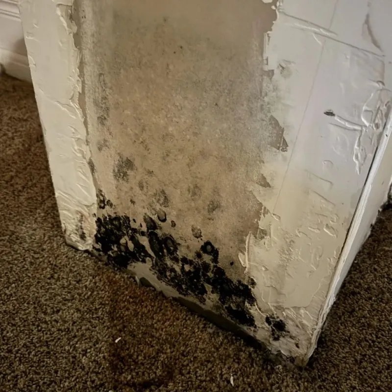 Professional Mold Removal in Allen County, OH